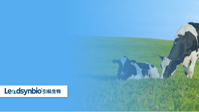 奶牛產(chǎn)后癱瘓怎么辦？研究發(fā)現(xiàn)25-羥基維生素D?對奶牛具有這些作用｜產(chǎn)品科普